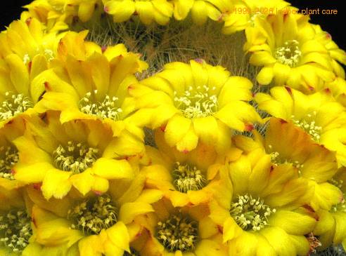 Weingartia neocumingii 1