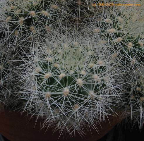 Weingartia neocumingii 2