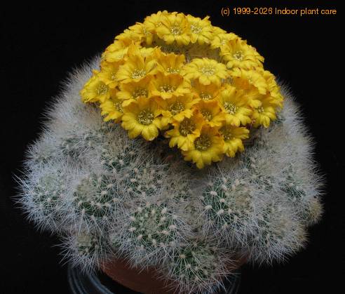 Weingartia neocumingii 3