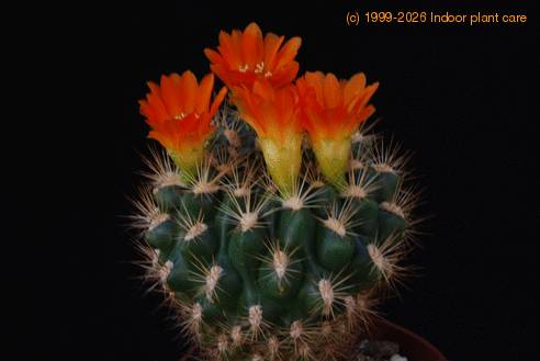 Weingartia neocumingii sucrensis SIb