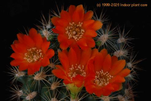 Weingartia neocumingii sucrensis SIf