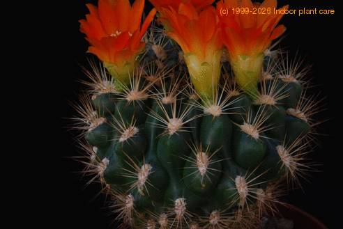 Weingartia neocumingii sucrensis SIt