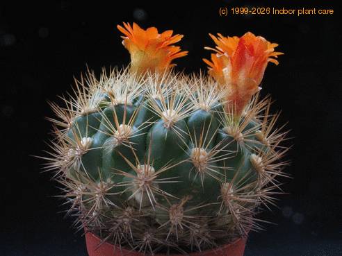 Weingartia neocumungii ssp sucrensis 1