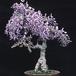 Wisteria sinensis