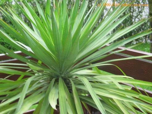 Yucca gloriosa