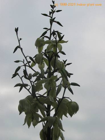Yucca gloriosa flo