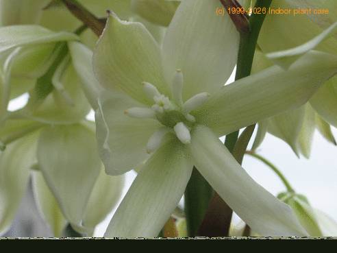 Yucca gloriosa flower