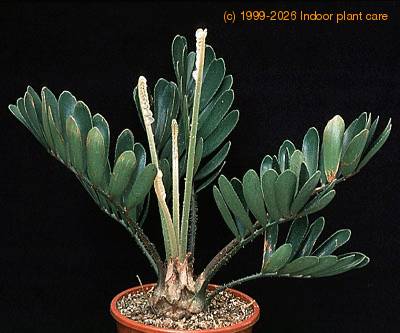 Zamia furfuracea 1674