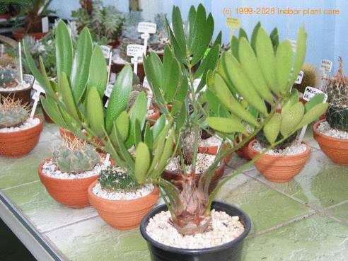Zamia zamifolia 1