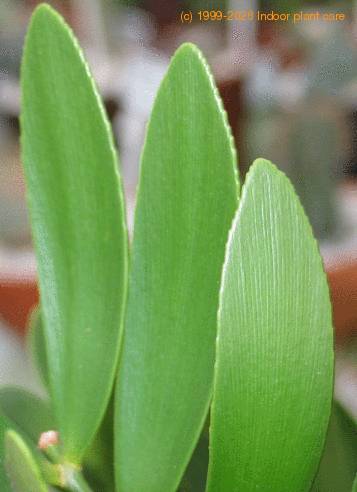 Zamia zamifolia 2