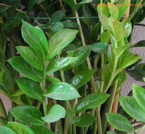 Zamioculcas zamifolia SIl