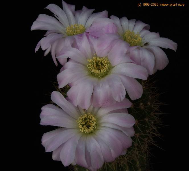 acanthocalycium violaceum sif