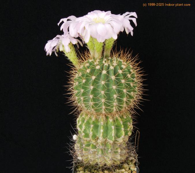 acanthocalycium violaciflorum sib