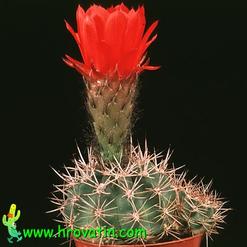 Acanthocalycium thionanthum v. variiflorum