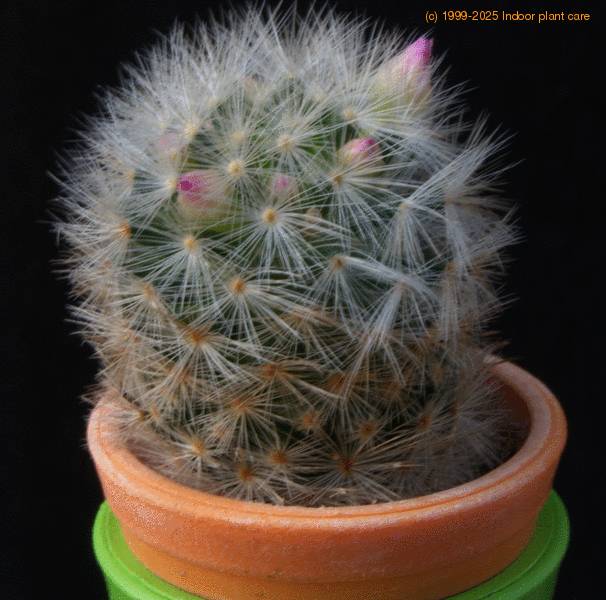 mammillaria dasiacantha mop