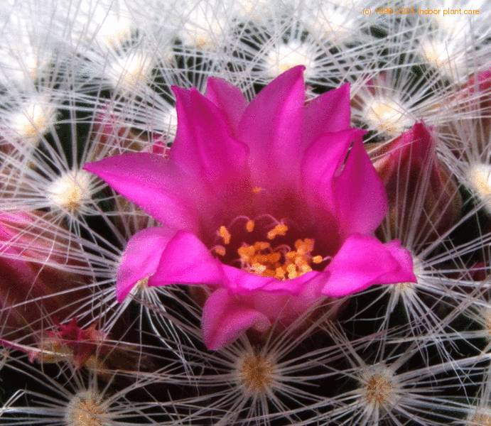 mammillaria dasyacantha cvet